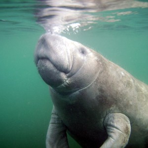 Manatee Surfacing