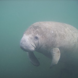 Manatee in River