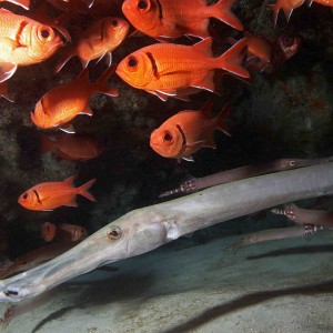 Ian D Gaunt at Cabo Verde