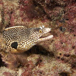 Ian D Gaunt at Cabo Verde