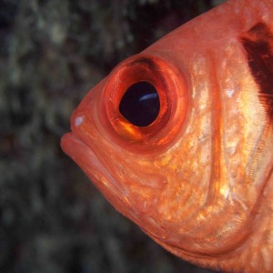 Ian D Gaunt at Cabo Verde