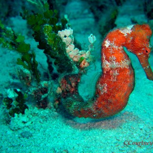 Orange Seahorse - July 5, 2007 Cozumel