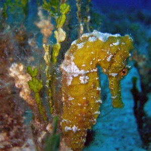 Yellow Seahorse - July 7, 2007 Cozumel