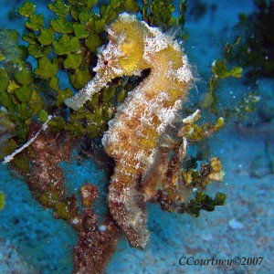 Tiny Yellow Seahorse - July 7, 2007 Cozumel