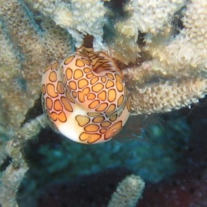 Flamingo Tongue