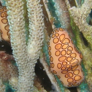 Flamingo Tongue