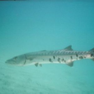 4 ft Barracuda