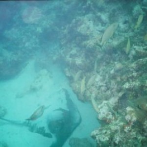 Sleeping Stingray