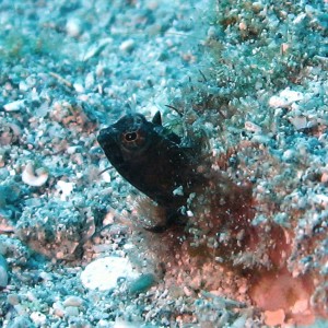 sailfin blenny