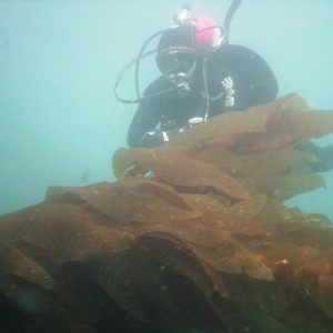 Kelp Action