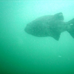 Giant Black Sea Bass - 1
