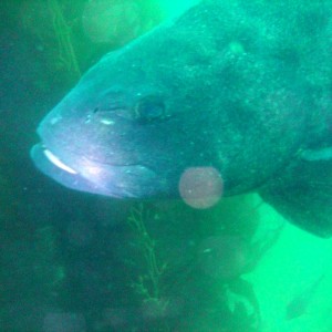 Giant Black Sea Bass - 2