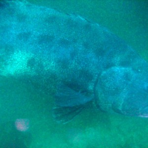 Giant Black Sea Bass - 4