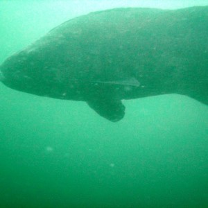 Giant Black Sea Bass - 5