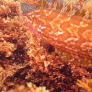 Kelp Fish