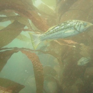 Kelp Bass - 1