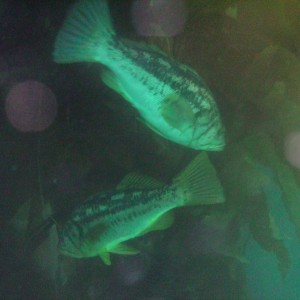 Kelp Bass - 2
