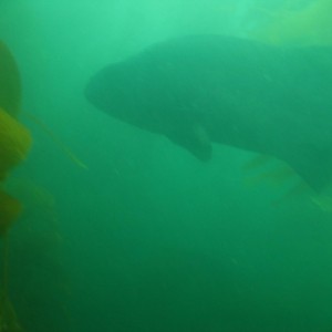 Early Morning dive at La Jolla Cove