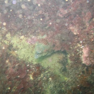 Early Morning dive at La Jolla Cove