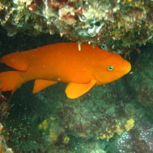 Early Morning dive at La Jolla Cove