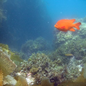 garibaldi_and_reef