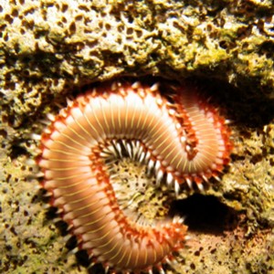 2007-7-28 Dive 7 Cynthiana Bay East - Fireworm