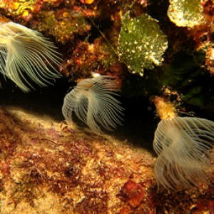 2007-7-29 Dive 11 Amphitheatre to Cauldron - Peacock worms.jpg