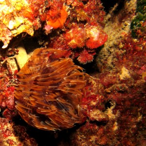 2007-7-30 Dive 12 The Maze - Peacock worm.jpg