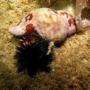 2007-7-30 Dive 13 Amphitheatre - Urchin death.jpg