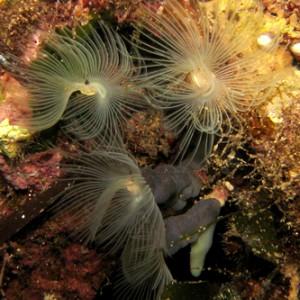 2007-7-29 Dive 11 Amphitheatre to Cauldron - Peacock worms 2.jpg