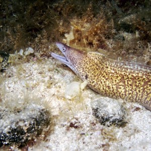mooray eel