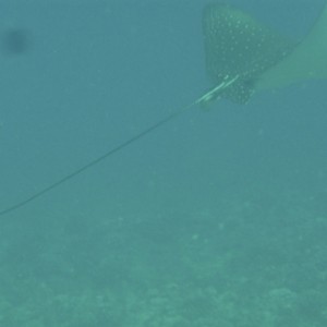 spotted eagle ray