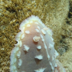 closeup of HUGE clumpy nudi