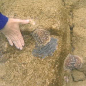 Huge Nudi