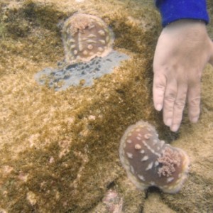 Clumpy nudis