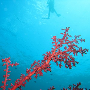 Bali diving -- Menjangan Island and Tulamben