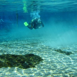 Check out dive Weeki Wachee