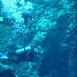 Check out dive Weeki Wachee