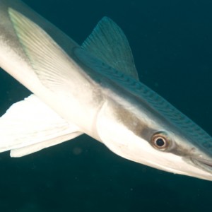 Pesky Remora