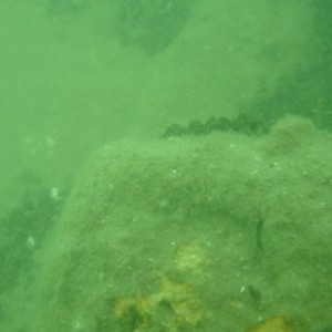 Triange_Wrecks_July_2007_007