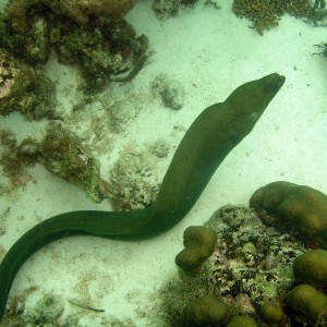 green_moray_out