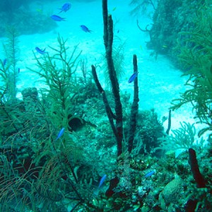 Coral, reef, fish