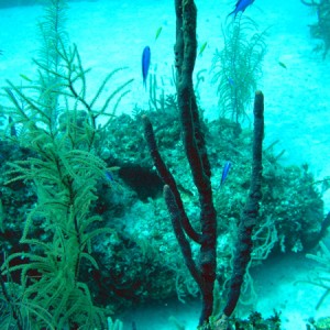 Coral, reef, fish