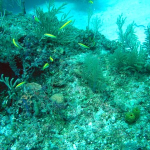 Coral, reef, fish