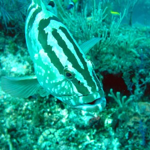 Grouper