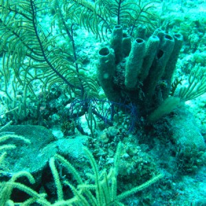 Sponges and Corals