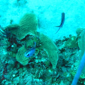 Fish and reef