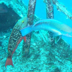 Parrot fish on the Sea Star