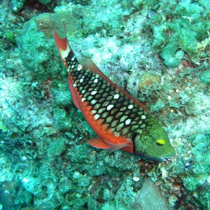 Parrot fish