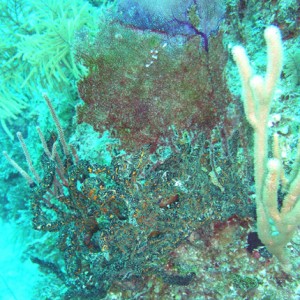 Fan Corals